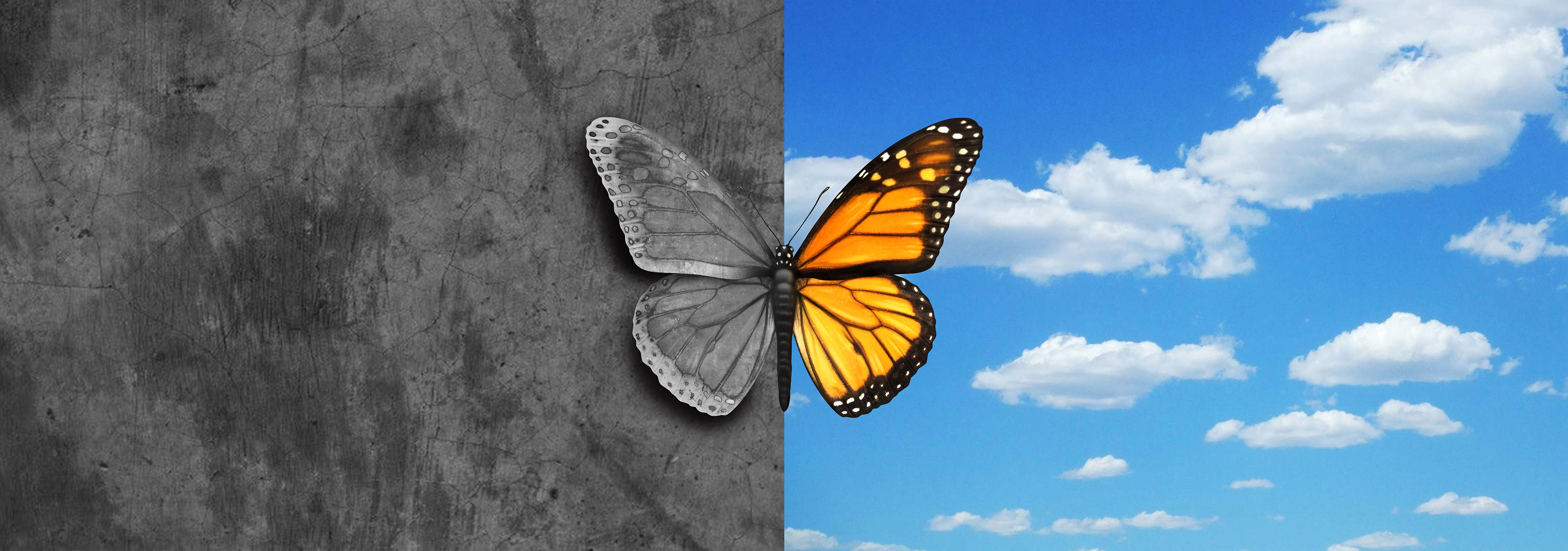 Bipolar mental disorder abstract psychological illness concept as a butterfly divided as one side in grey and sad colors with the other in full bright tones as a medical metaphor for psychiatric mood or feelings imbalance.